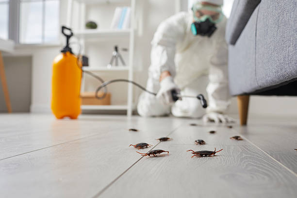 Affordable Termite Control solutions in Wesson, MS